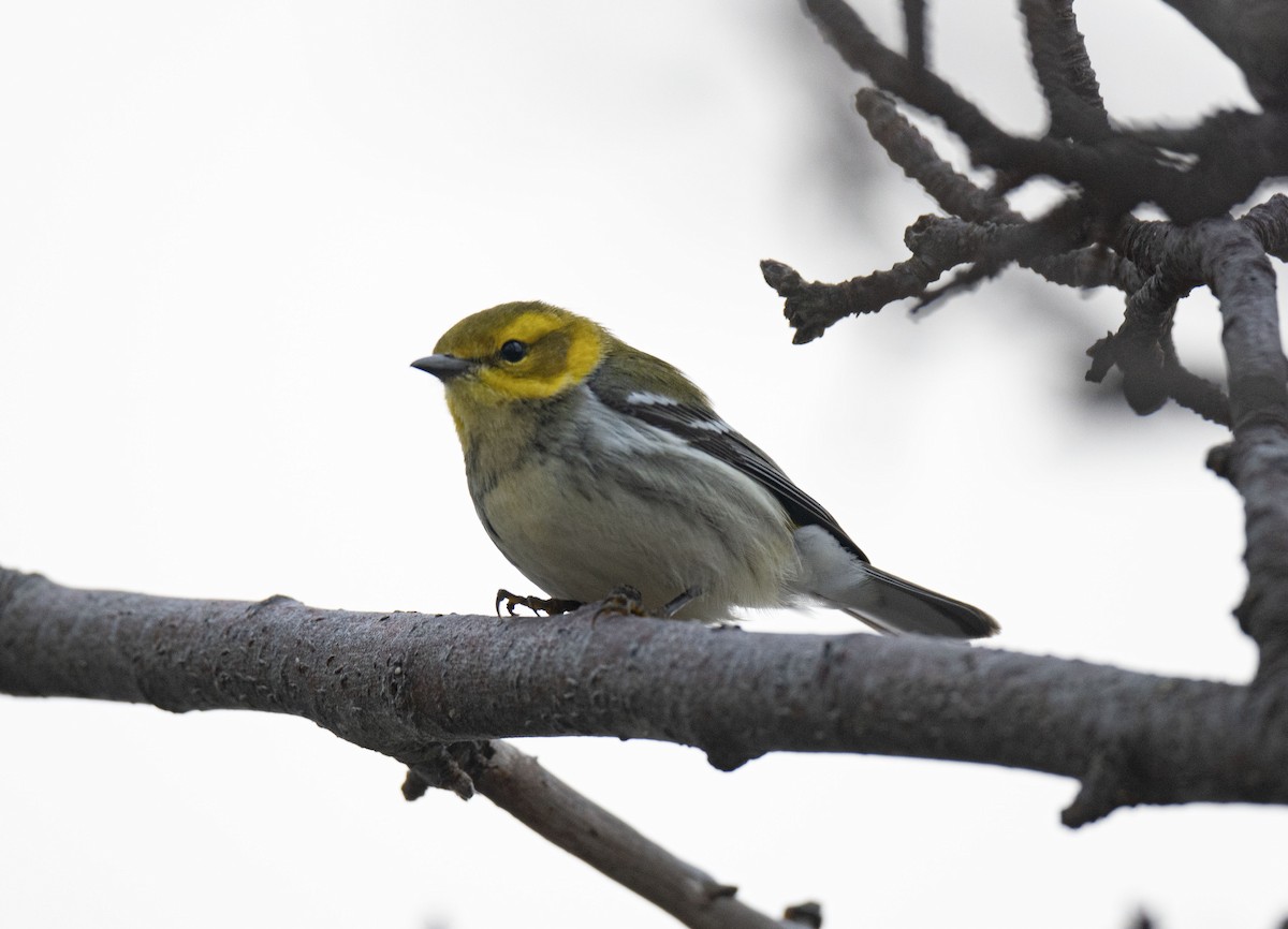 Пісняр-лісовик чорногорлий - ML645252628