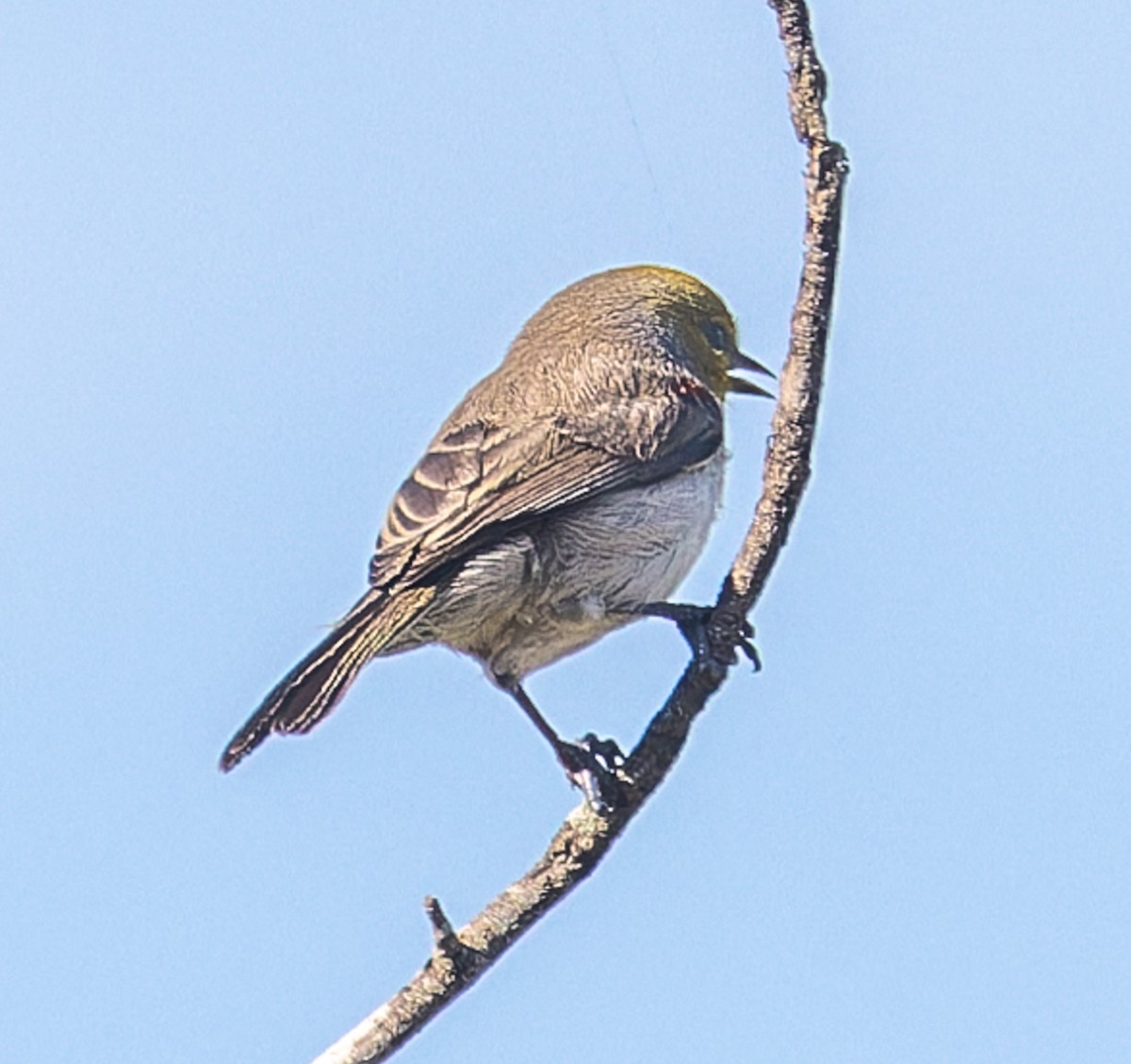 Ремез американський - ML645252629