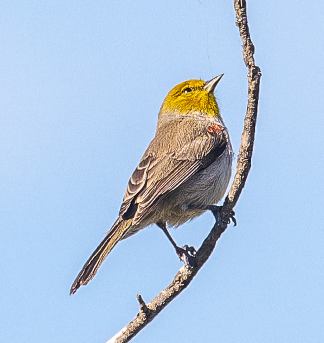 Ремез американський - ML645252630