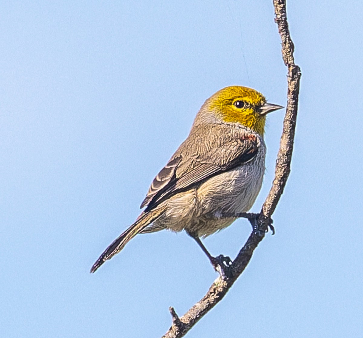 Ремез американський - ML645252631