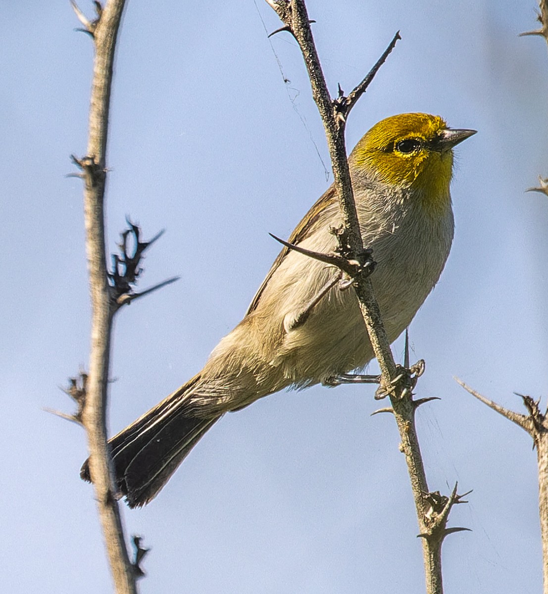 Ремез американський - ML645252632