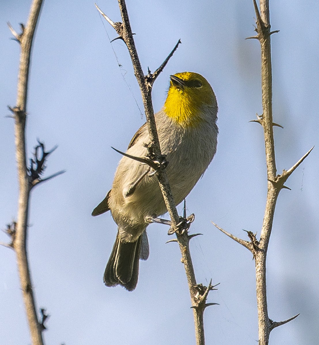 Ремез американський - ML645252633