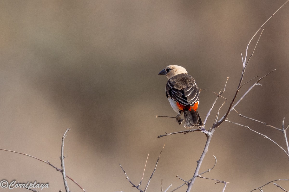 Алекто білоголовий - ML645252635