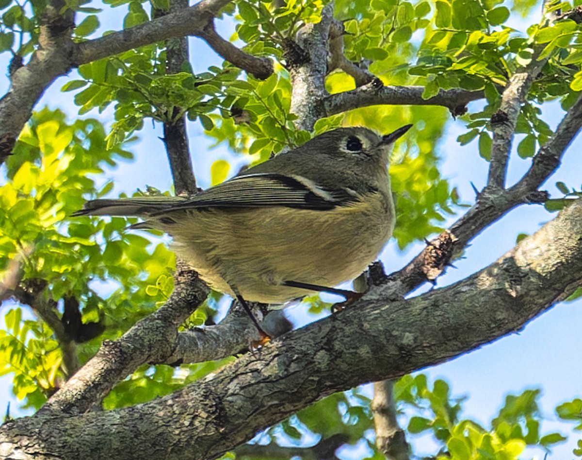 Золотомушка рубіновочуба - ML645252636