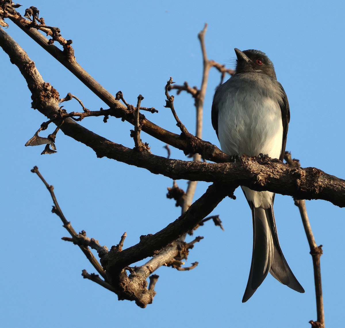 Дронго білочеревий - ML645252637