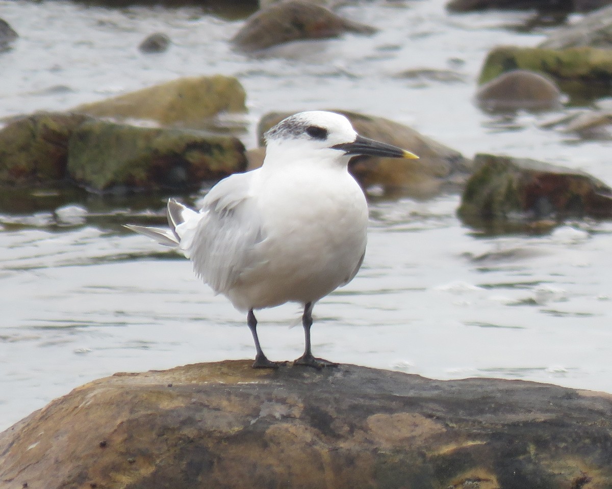 Крячок рябодзьобий (підвид sandvicensis) - ML645252638