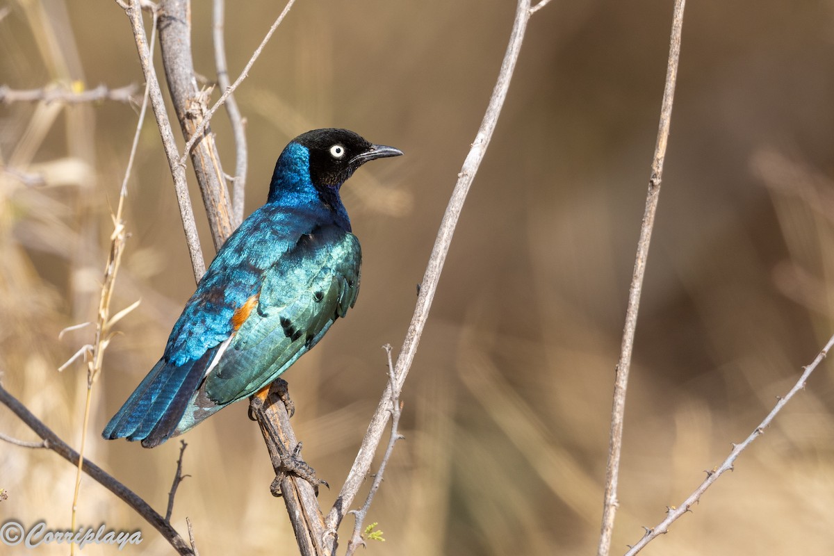 Мерл багатобарвний - ML645252640