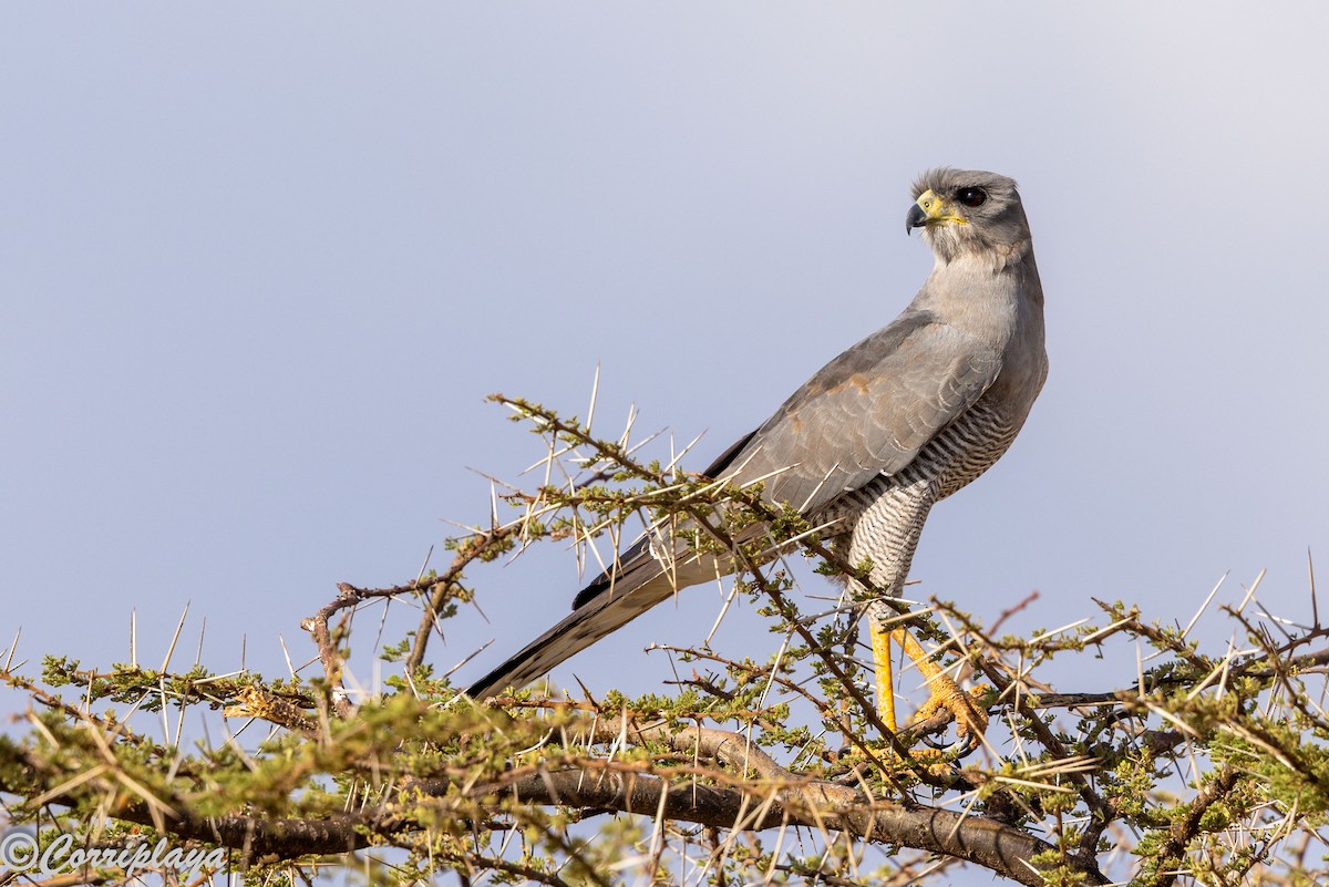 Яструб-крикун сірий - ML645252641