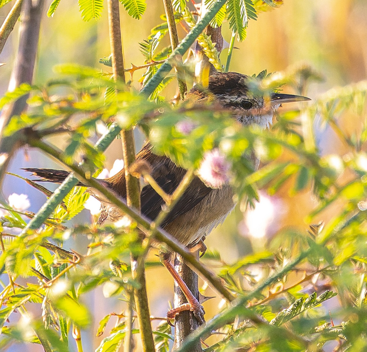 Овад болотяний - ML645252642