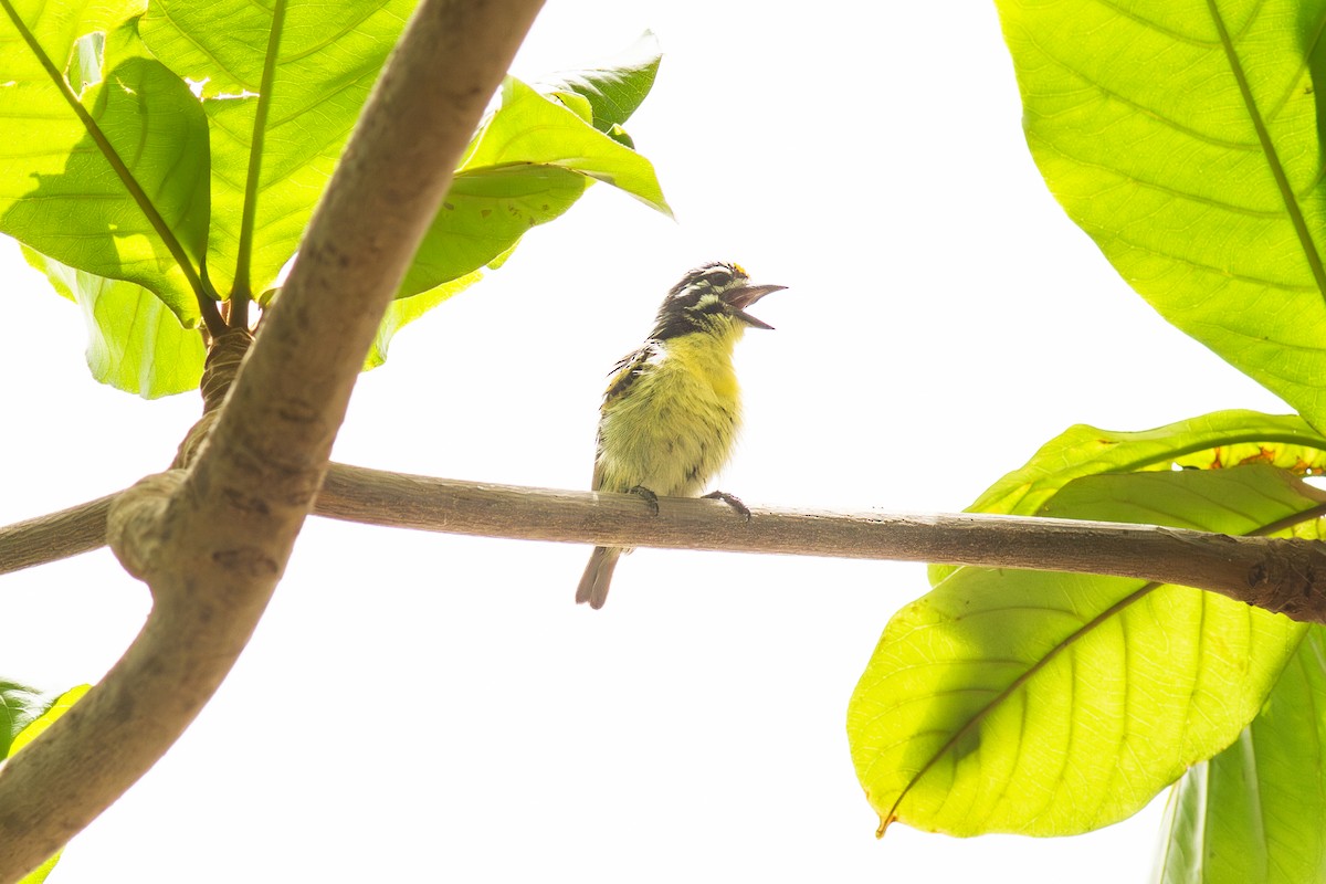 Барбіон жовтолобий - ML645252643