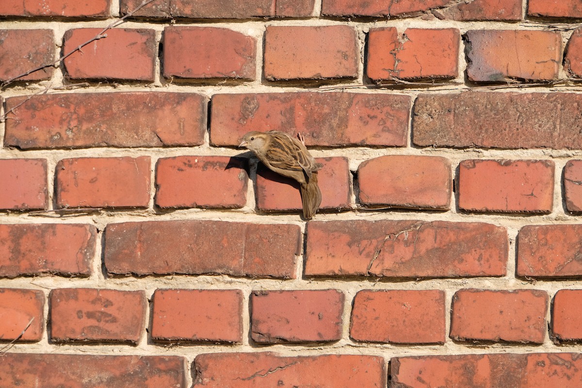 Горобець польовий - ML645252644