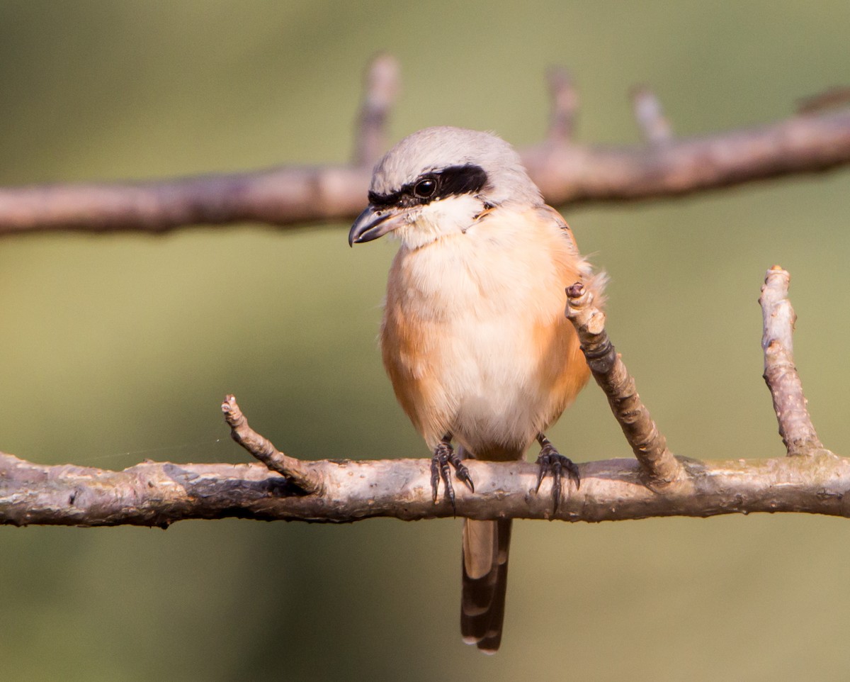Сорокопуд довгохвостий - ML645252645