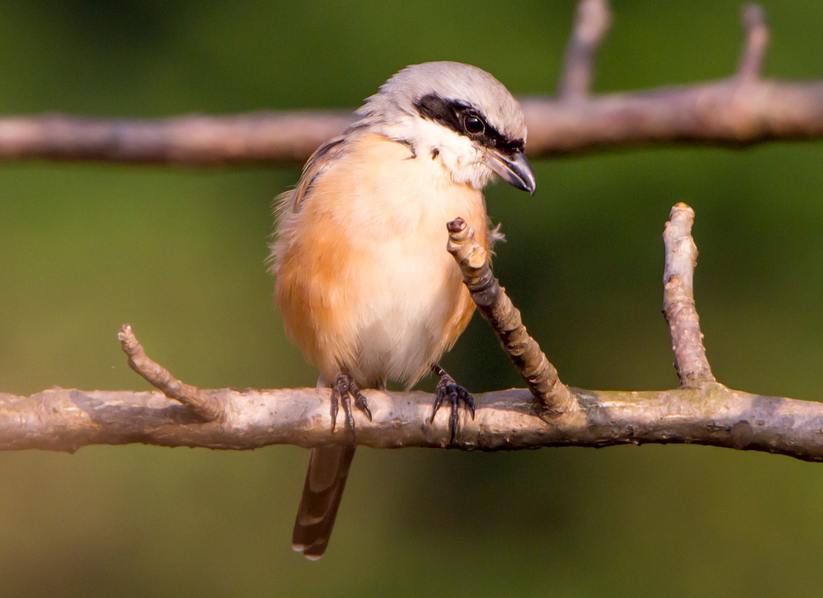 Сорокопуд довгохвостий - ML645252646