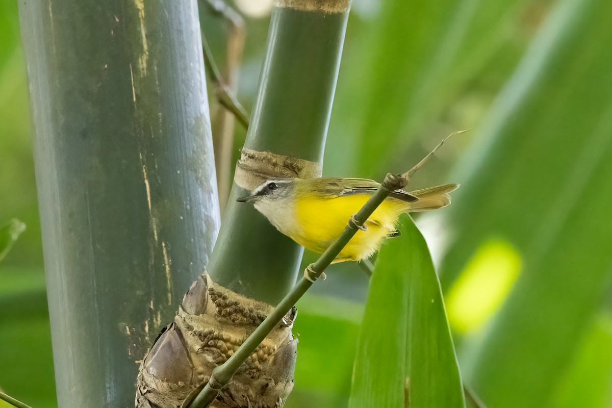 Війчик білобровий - ML645252647