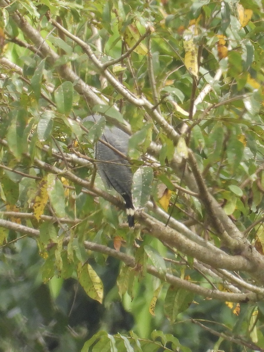 Канюк сірий - ML645252648