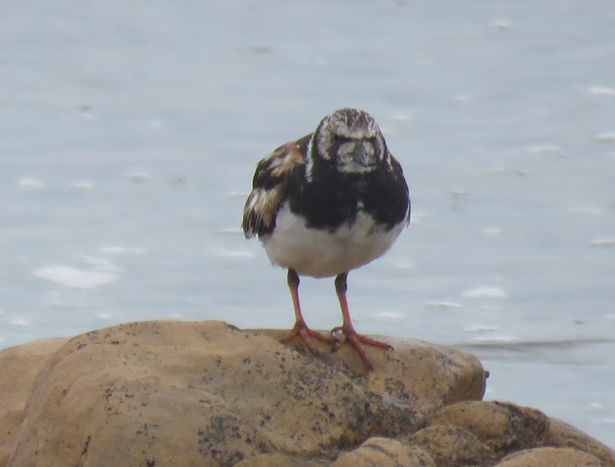 Крем'яшник звичайний - ML645252649