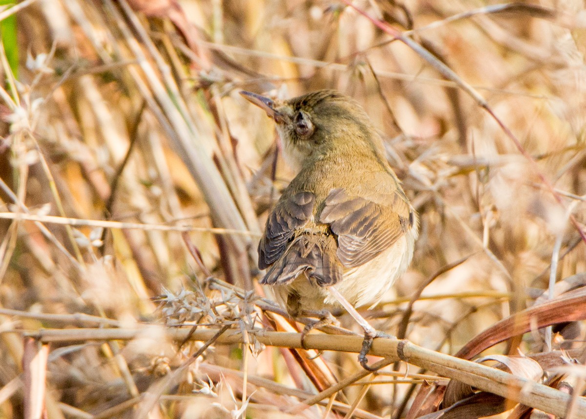 Очеретянка садова - ML645252650