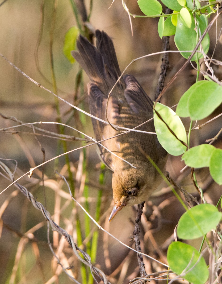 Очеретянка садова - ML645252651