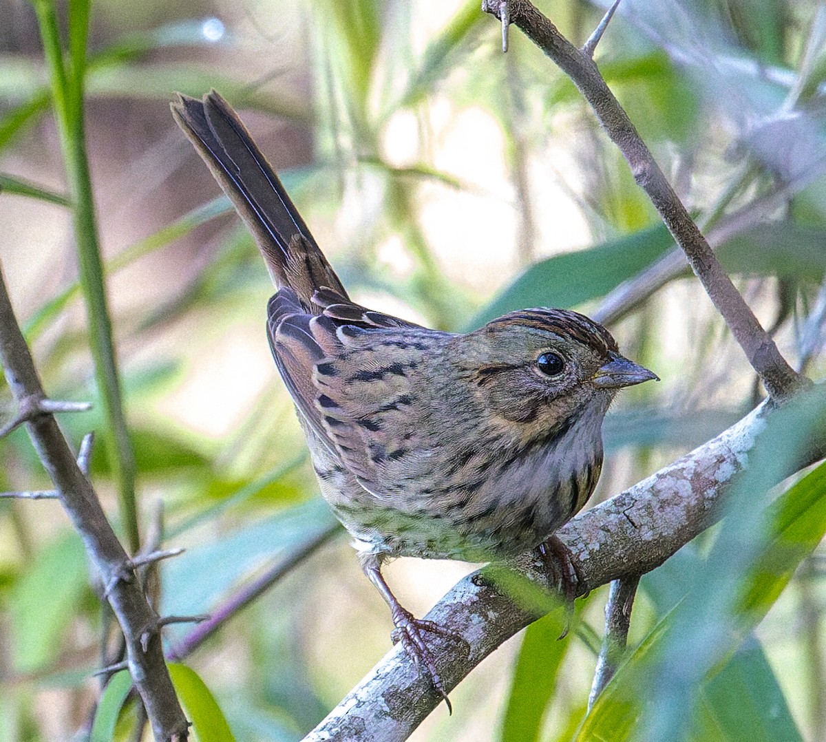 Lincoln's Sparrow - ML645252655