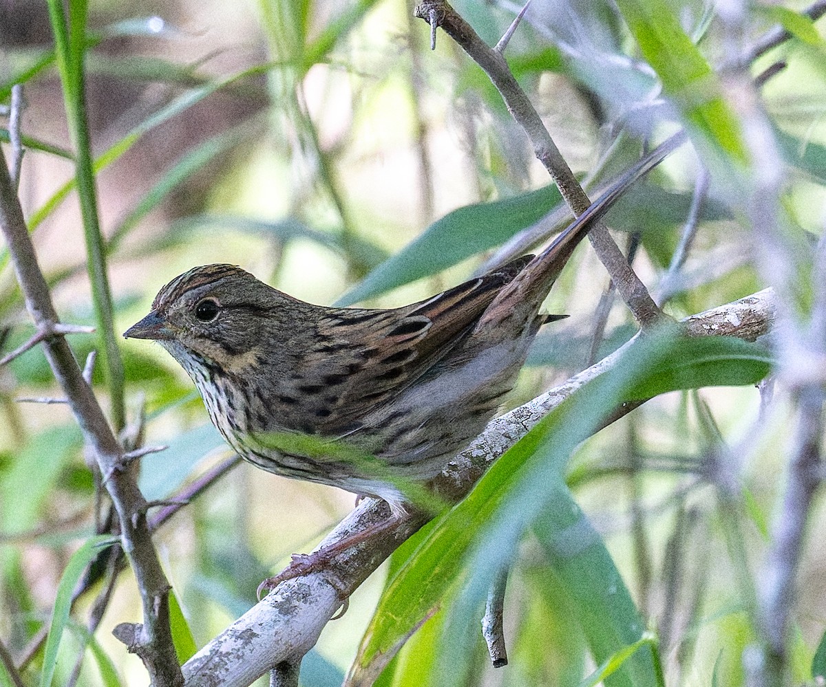Lincoln's Sparrow - ML645252656