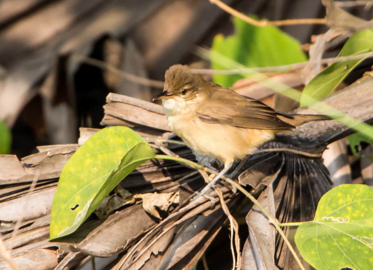 Clamorous Reed Warbler - ML645252657