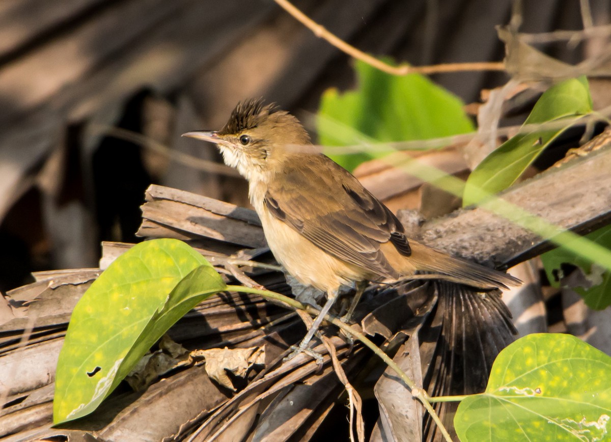 Clamorous Reed Warbler - ML645252658