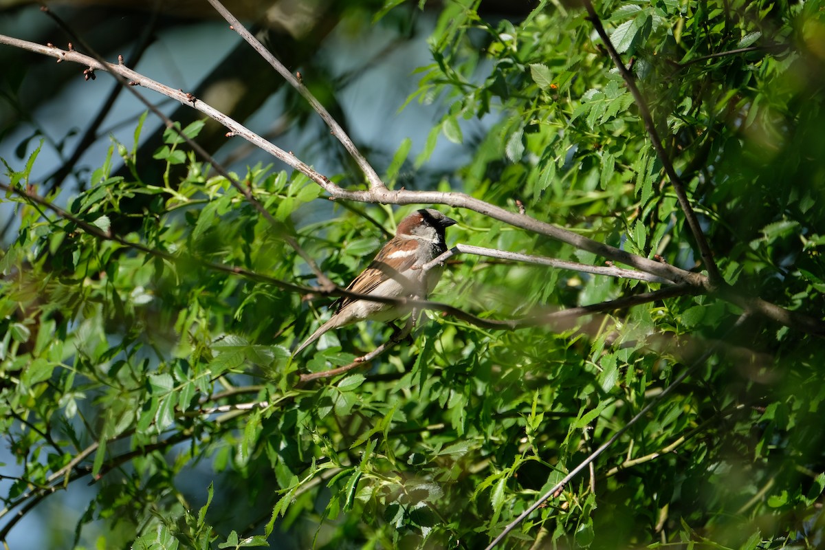 House Sparrow - ML645252665
