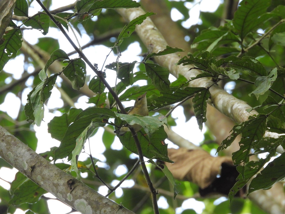 Пісняр-лісовик каштановий - ML645252669