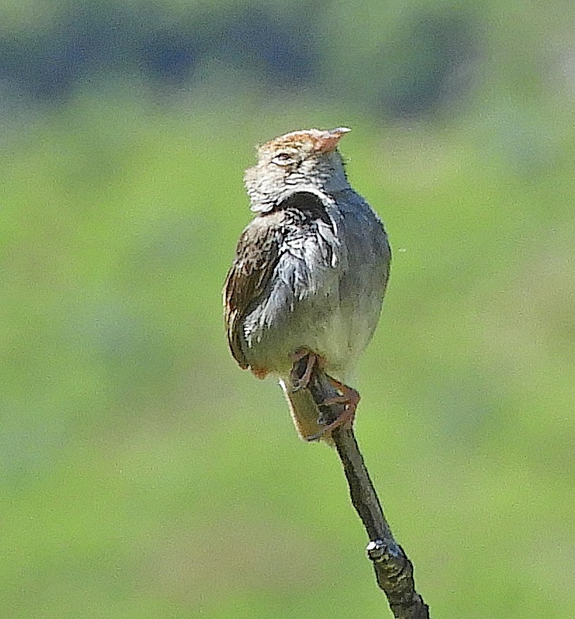 Piping Cisticola - ML645252670