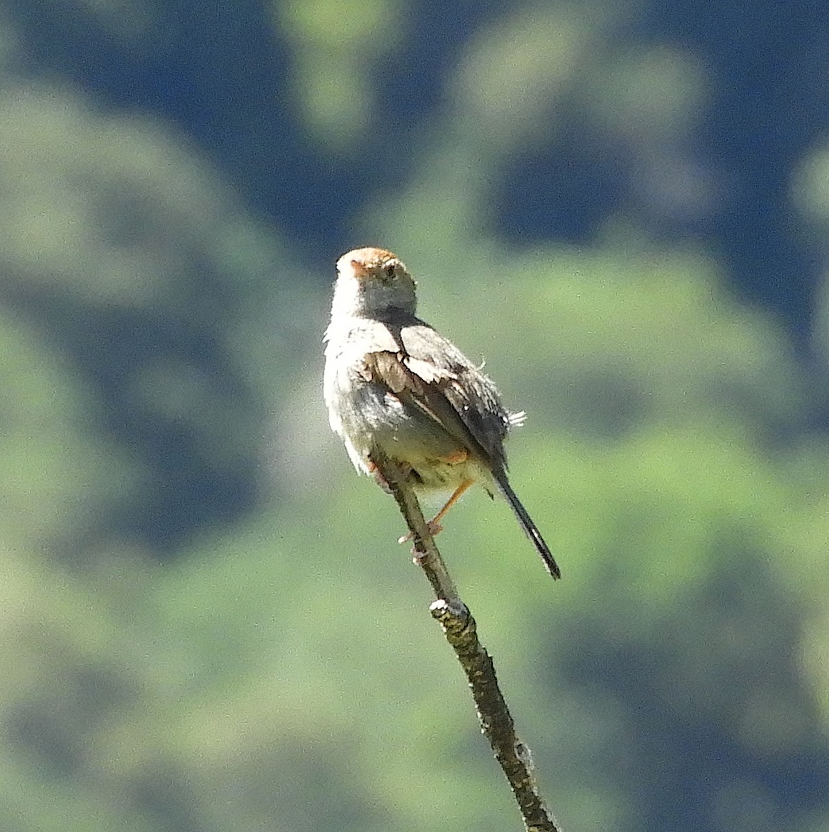 Piping Cisticola - ML645252671