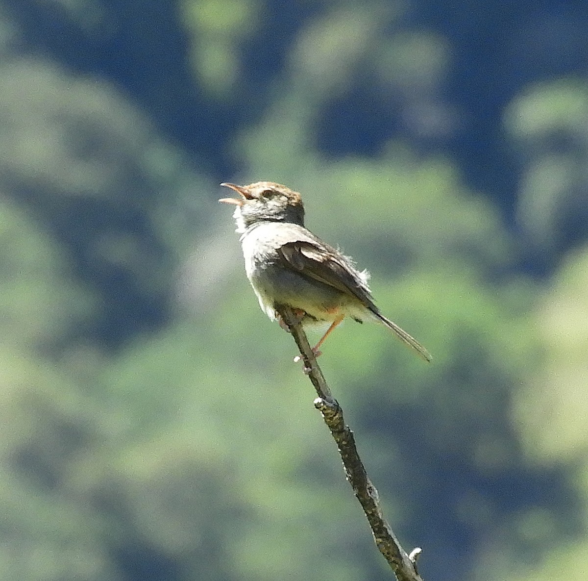 Piping Cisticola - ML645252672