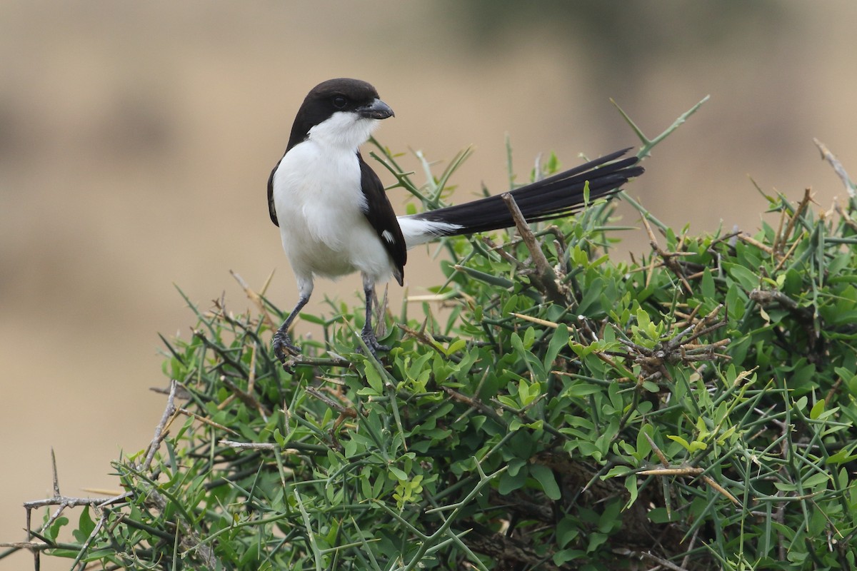 Long-tailed Fiscal - ML645252694