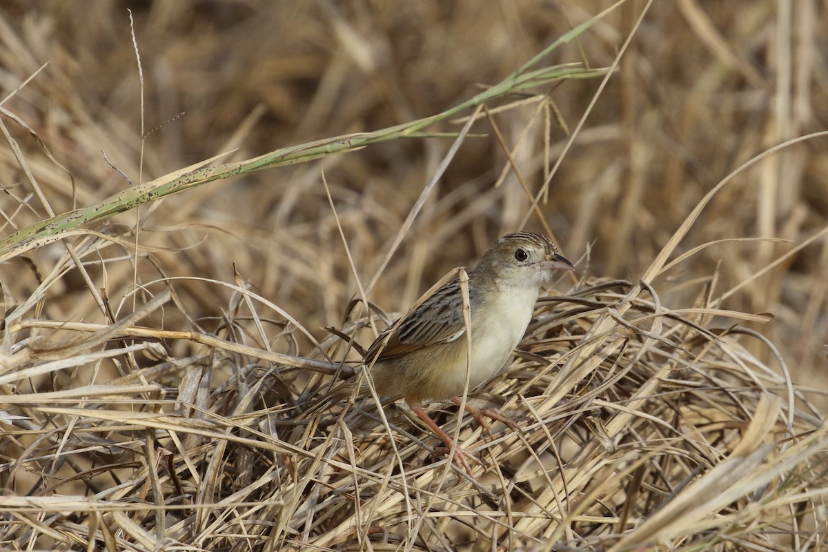 Croaking Cisticola - ML645252702