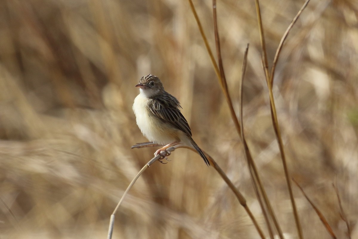 Desert Cisticola - ML645252705