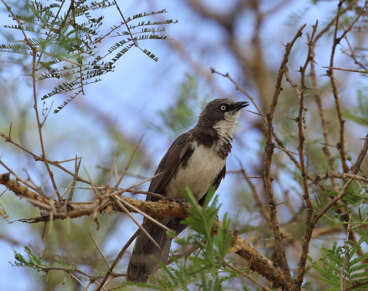 Northern Pied-Babbler - ML645252713