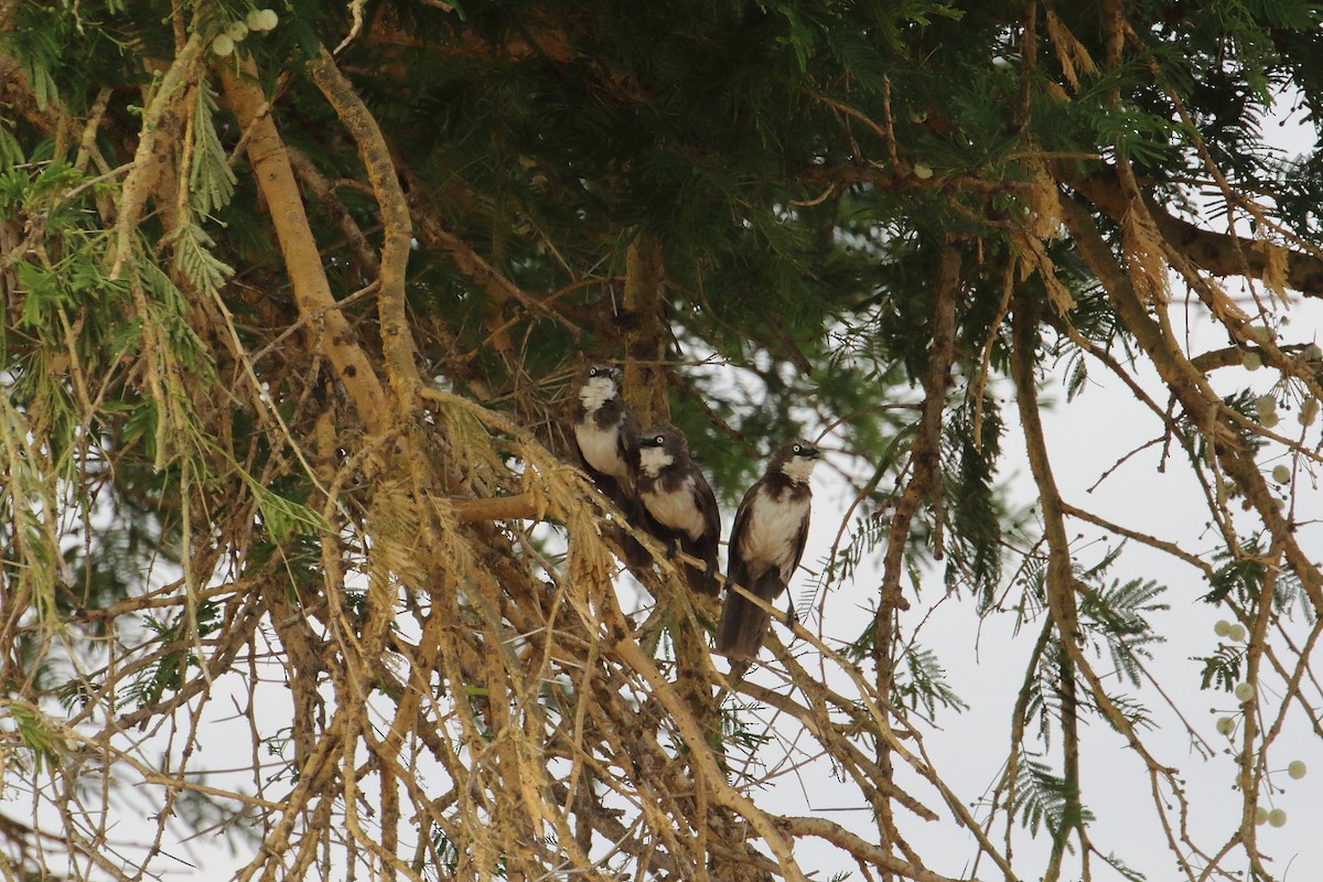 Northern Pied-Babbler - ML645252717