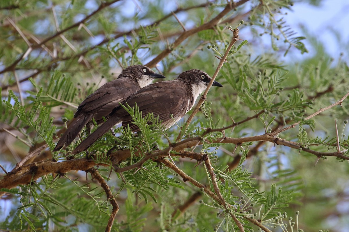 Northern Pied-Babbler - ML645252718