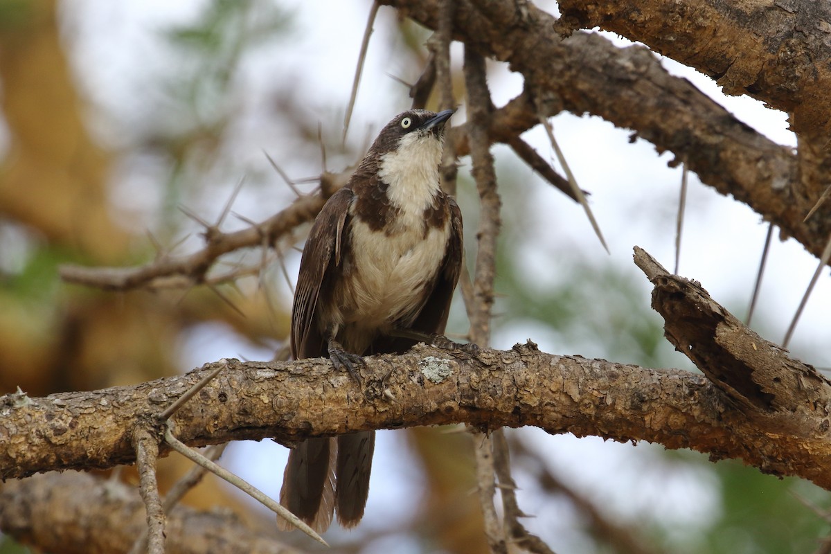 Northern Pied-Babbler - ML645252719