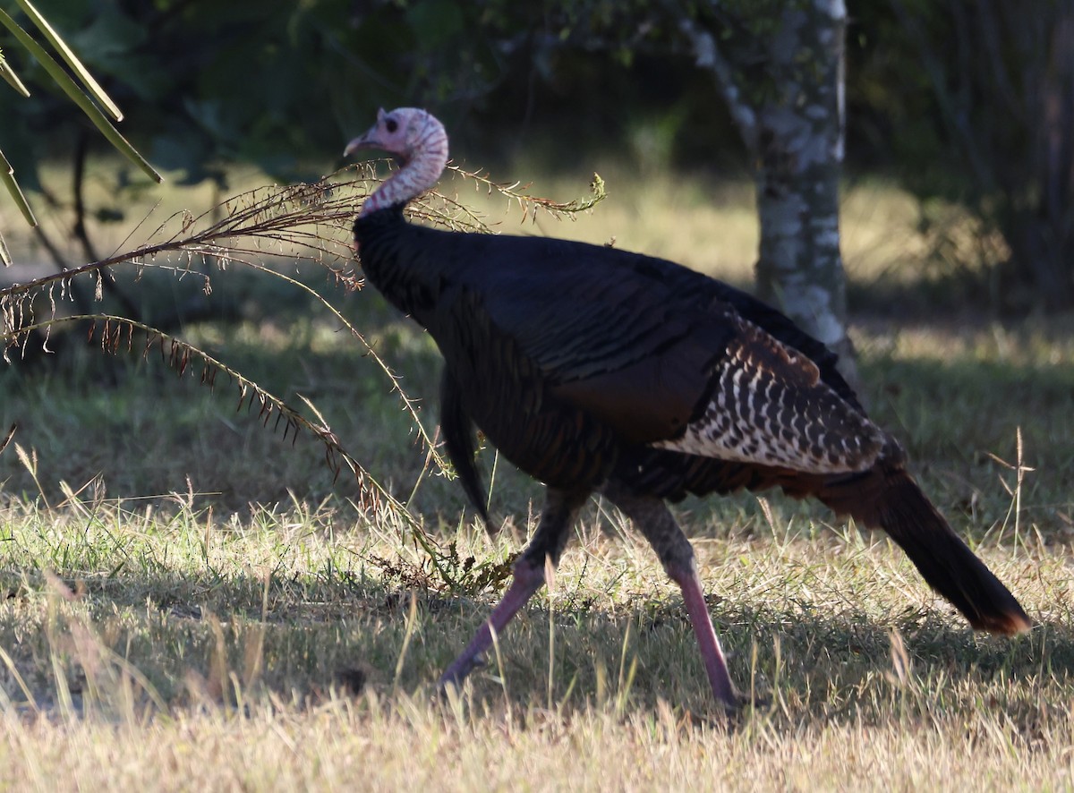 シチメンチョウ - ML645252722