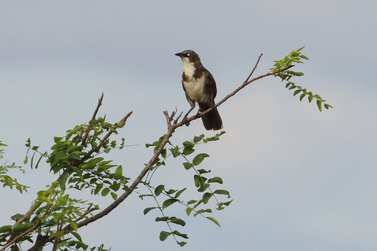 Northern Pied-Babbler - ML645252727