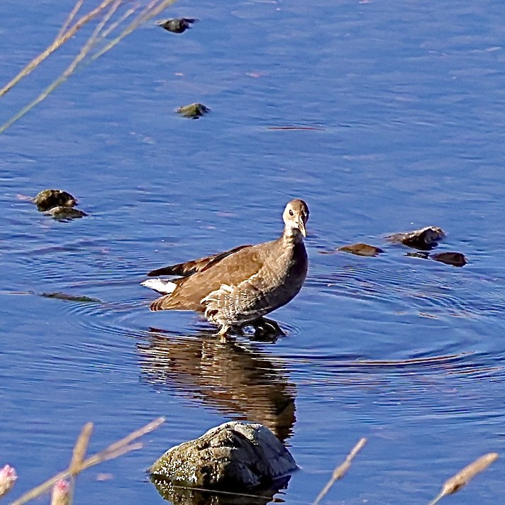 Eurasian Moorhen - ML645252735