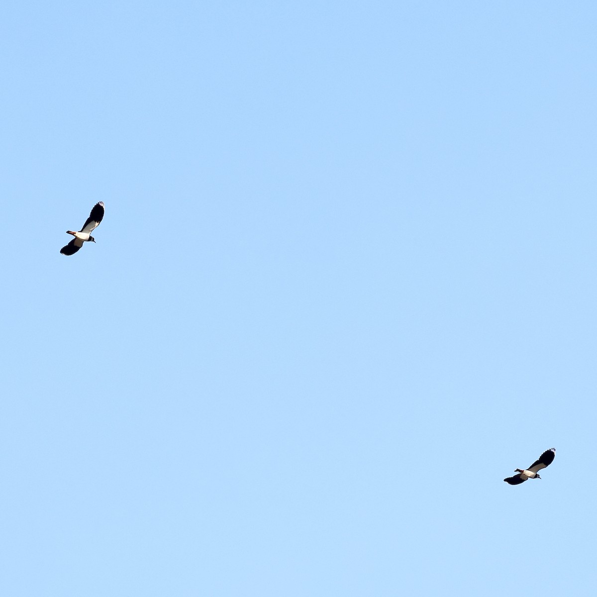 Northern Lapwing - ML645252745