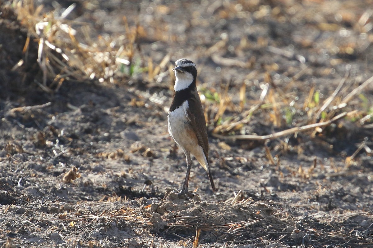 Capped Wheatear - ML645252746