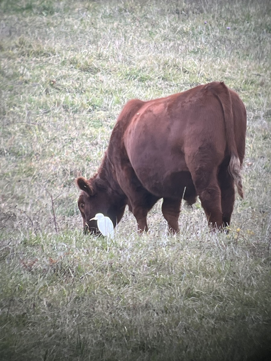 Western Cattle-Egret - ML645252749