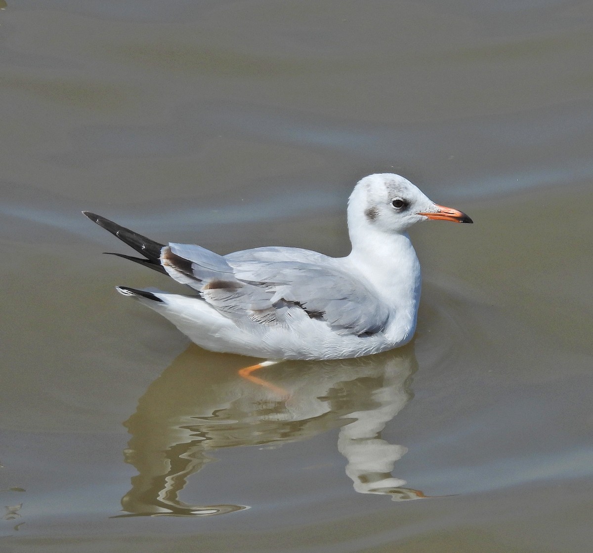 Brown-headed Gull - ML645252750
