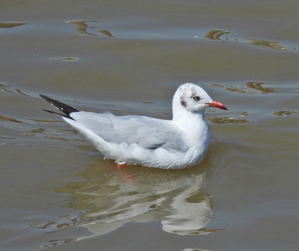 Brown-headed Gull - ML645252751