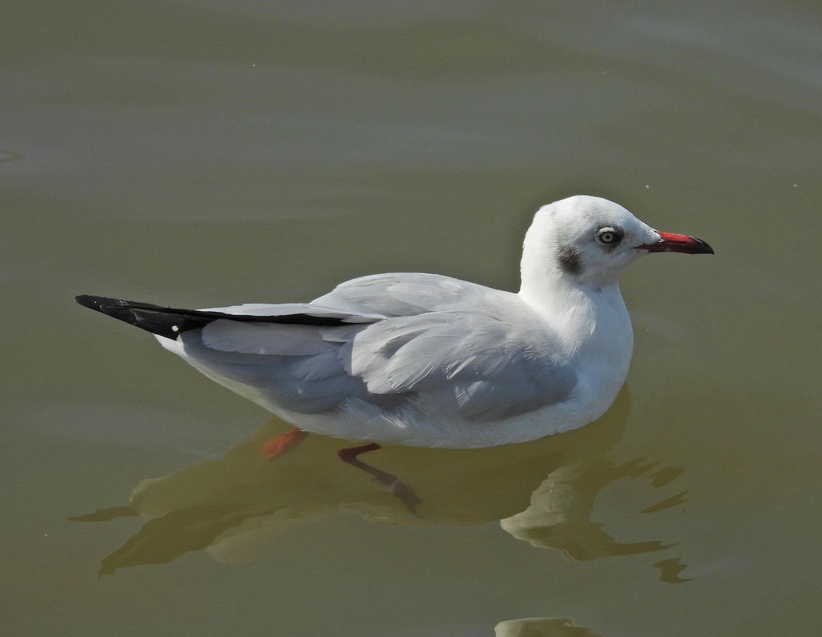 Brown-headed Gull - ML645252752
