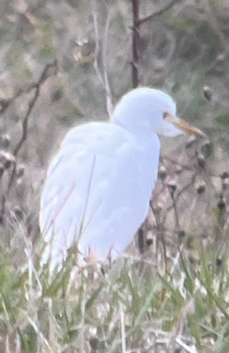 Western Cattle-Egret - ML645252755