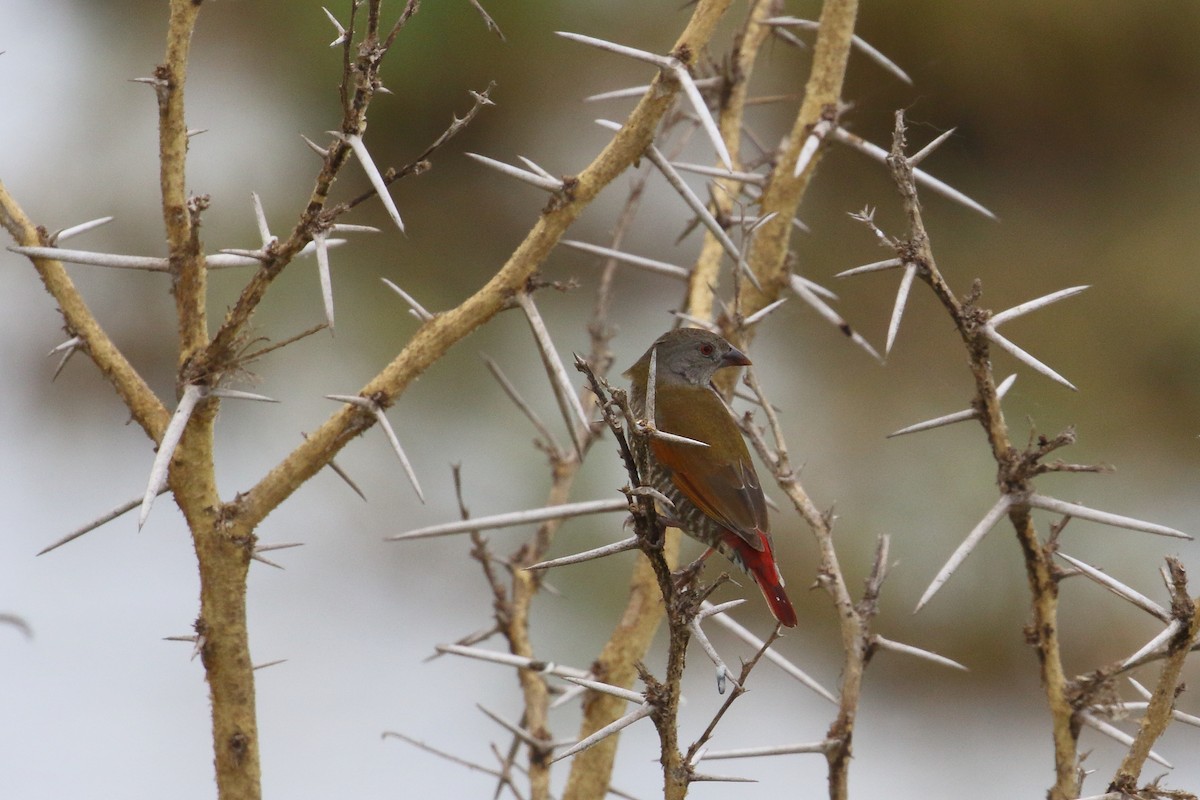 Orange-winged Pytilia - ML645252756