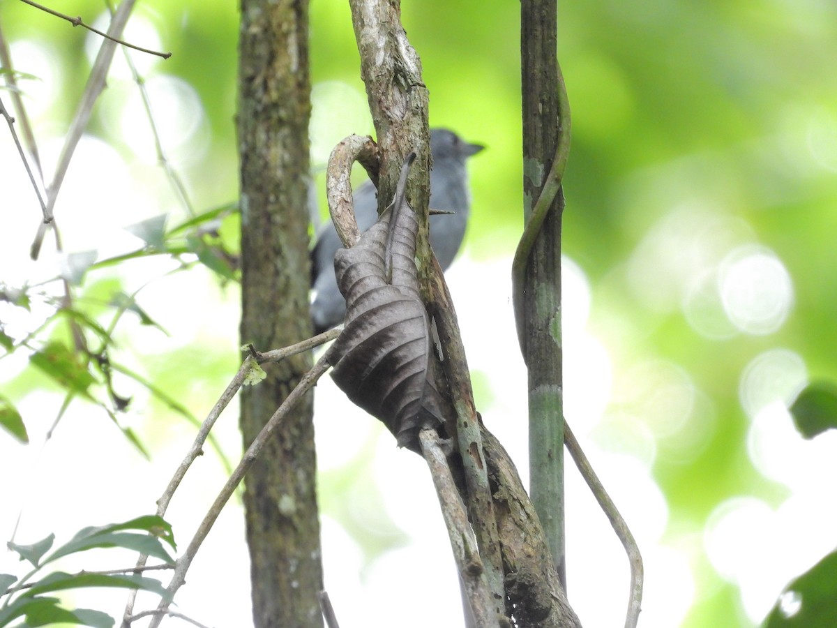 Dusky Antbird - ML645252757
